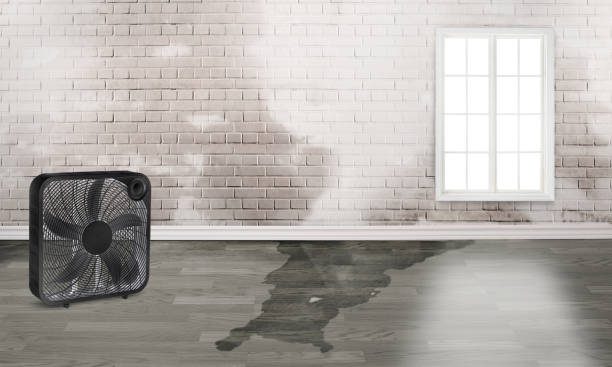 Best Carpet water damage restoration  in Clifton, NJ